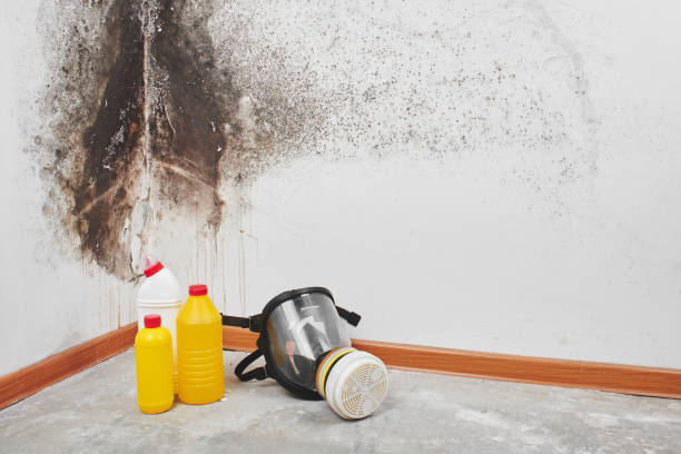 Best Mold Testing and Inspection Services in West Union, OH