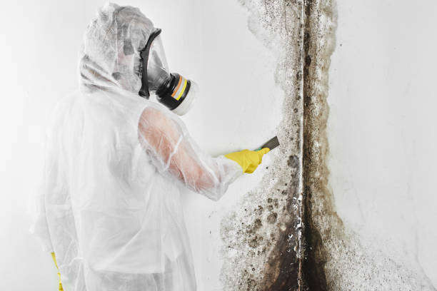 West Union, OH Mold Remediation Company