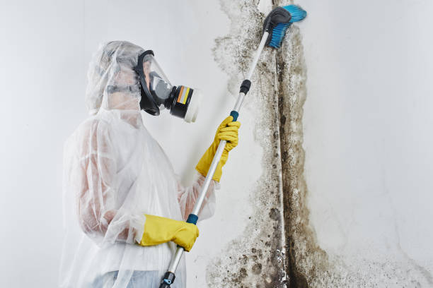 Best Attic Mold Remediation in West Union, OH