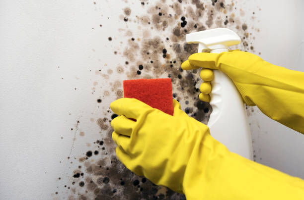 Best Emergency Mold Remediation in West Union, OH