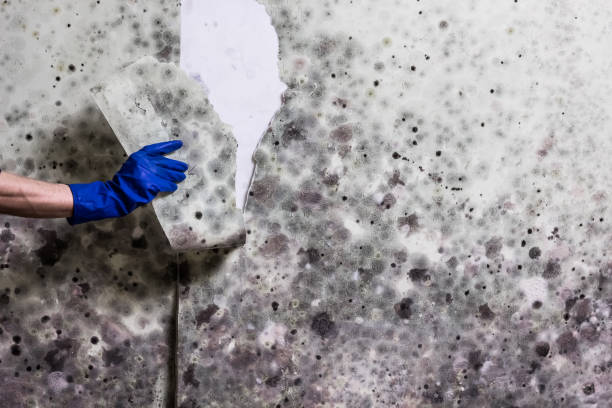 Best DIY Mold Remediation Support Services in West Union, OH