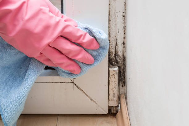 Best Mold Remediation for Specific Building Types in West Union, OH