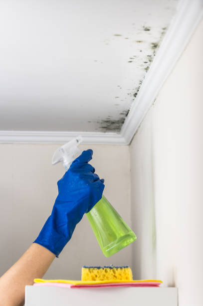 Best Post-Remediation Services in West Union, OH